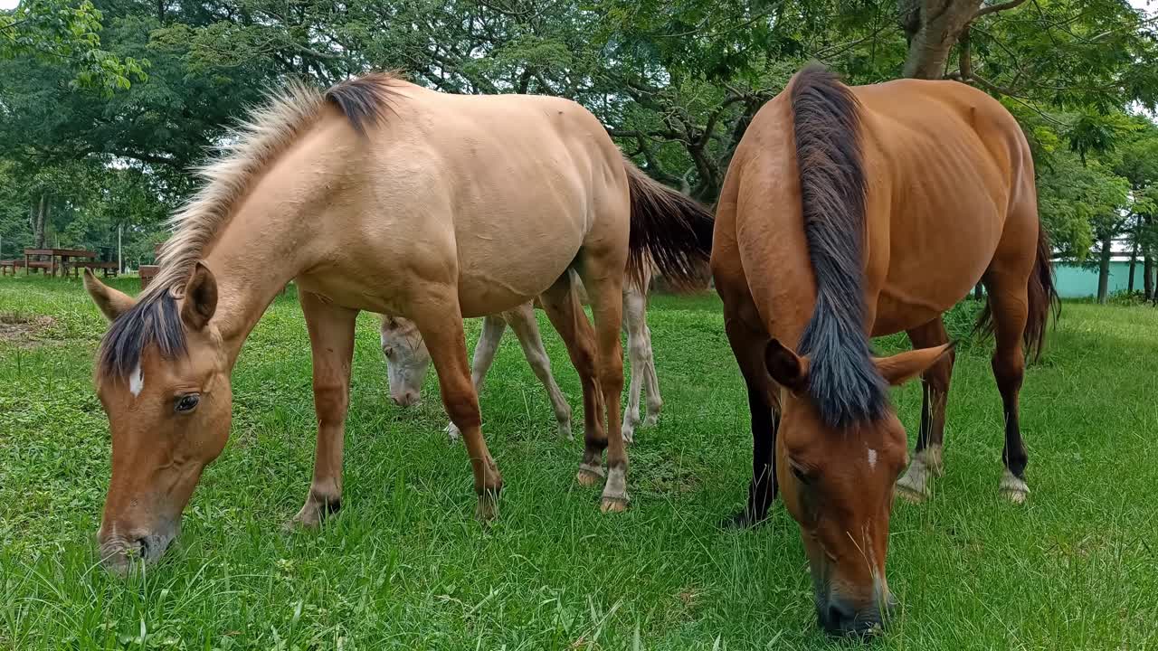 hermosa familia de caballos marrones pastan con su potro en el campo de prado cercado con césped fresco