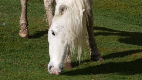 Cerca-De-Un-Pony-Salvaje-De-Inglaterra-Comiendo-Hierba