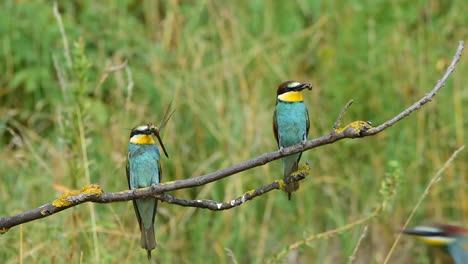 two richly colored, slender bee eater birds