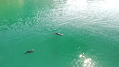 aerial view of the dolphins slowly swimming in crystal clear calm turquoise waters. group of endemic marine mammals migrating along coastline as seen from above