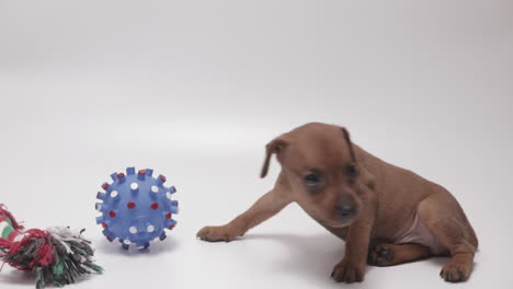 male hand scratching sweet miniature pinschers puppy's belly close-up, white background