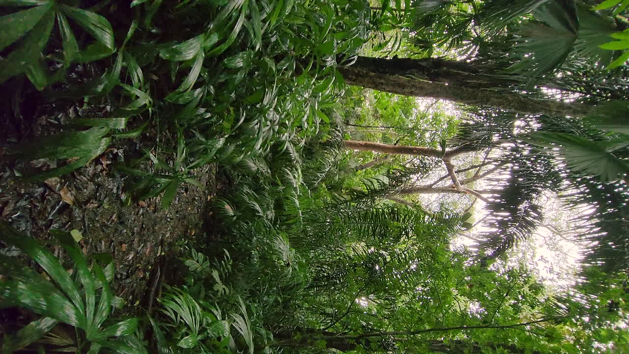 video de teléfono vertical, ruta de senderismo al aire libre en un exuberante bosque tropical verde