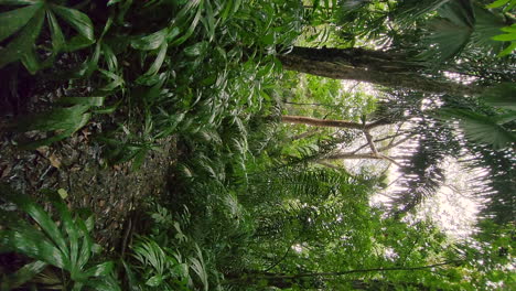 vertical phone video, outdoor hiking path in lush green tropical forest