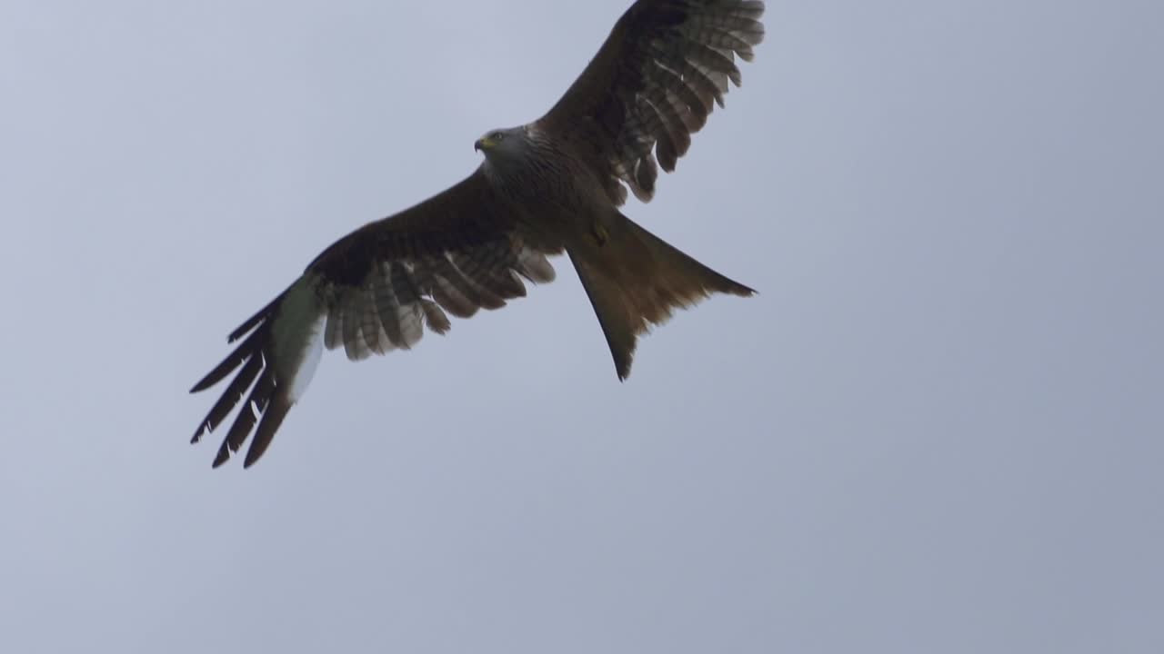 increíble toma de seguimiento del pájaro milano rojo deslizándose observando el área desde el aire