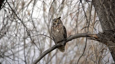 Great-Horned-Owl-perching-on-a-branch-and-turning-its-head