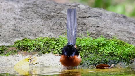 White-rumped-Shama-bathing-in-the-forest-during-a-hot-day,-Copsychus-malabaricus,-in-Slow-Motion