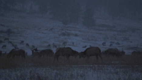 elk encounter in a snowy landscape