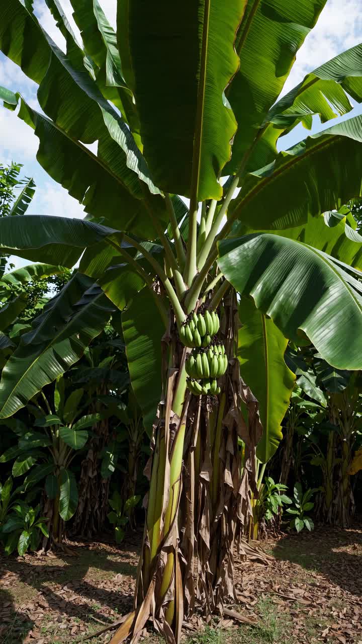 Low-angle shot of a banana tree with a cluster of green bananas, capturing lush foliage and bright