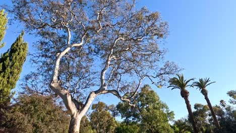 various trees under a clear blue sky