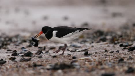 oystercatcher feeding on the shore