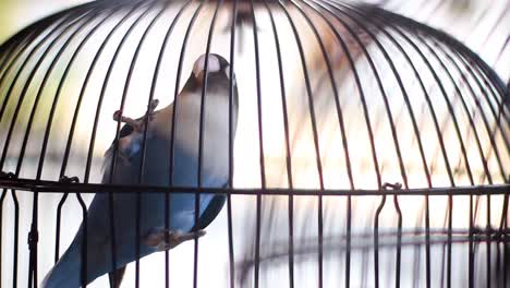 nyasa lovebird or lilian's lovebird, agapornis lilianae, green exotic bird sitting on a branch in a cage, cirebon, indonesia