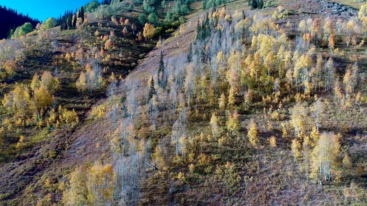 montañas rocosas de colorado temblando álamos mientras se vuelven dorados en la luz del atardecer de otoño