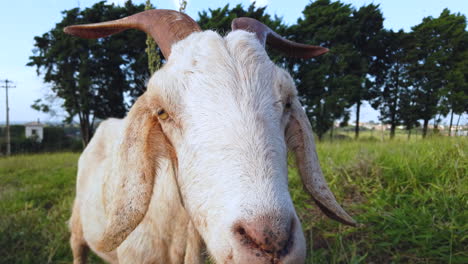 closeup of goat on pasture