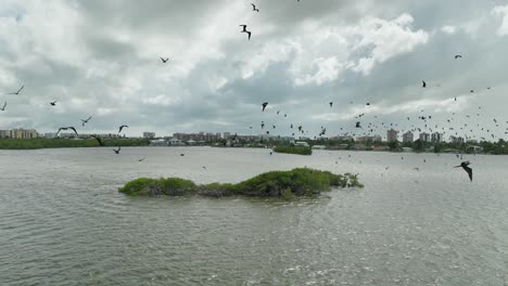 Flock-of-frigatebirds-flying-on-the-coast