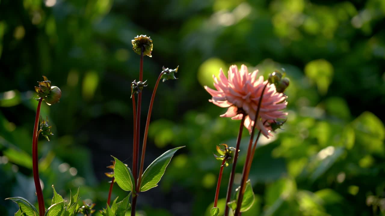 Flowers in full bloom in a beautiful garden at sunset in the summertime in Sweden.