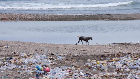 Streunender-Hund-Spaziert-über-Einen-Strand-Mit-Meeresplastik-Und-Anderem-Müll,-Umweltkatastrophe,-In-Einem-Entwicklungsland