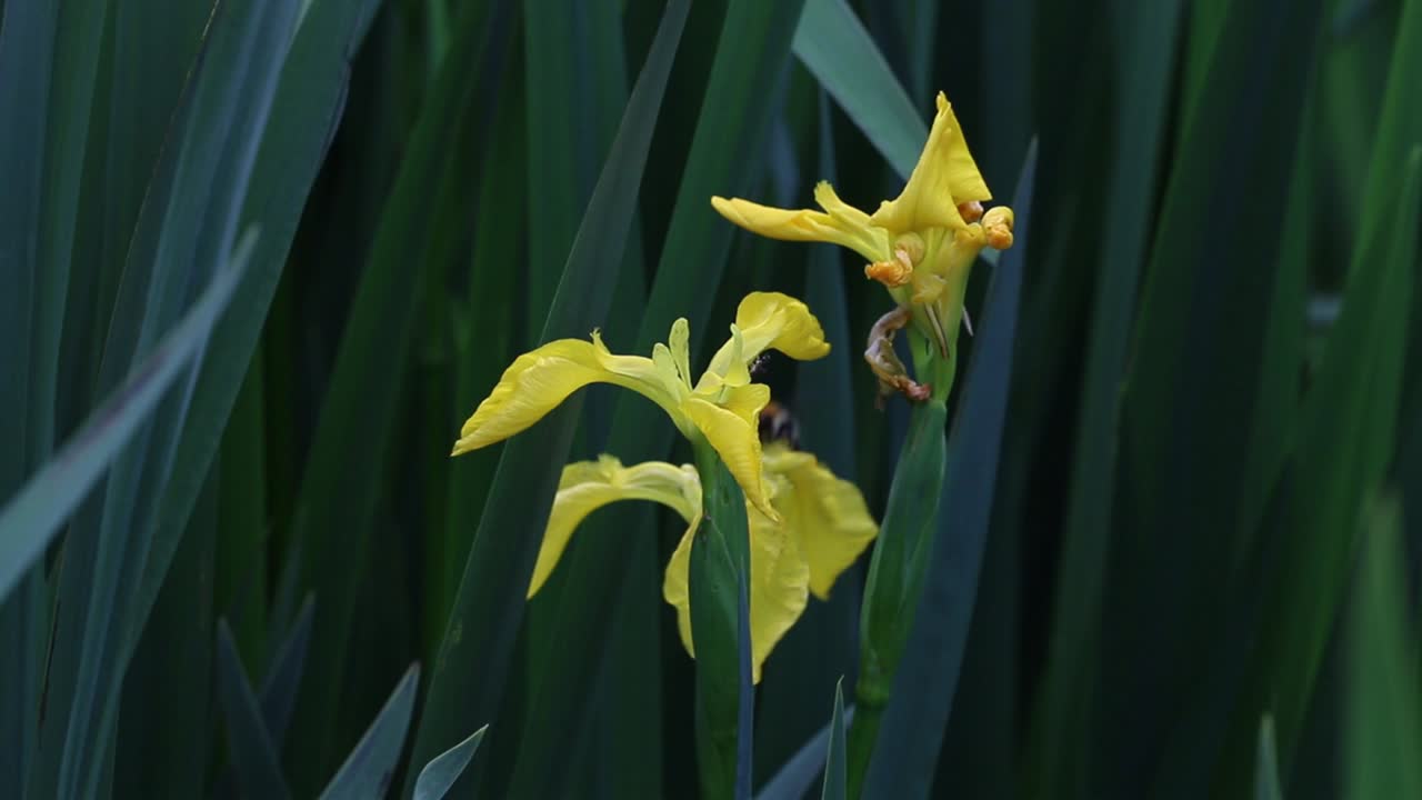 Yellow Flag, also know as Yellow Iris or Flag Iris, Iris pseudacorus, flowering at the edge of a pond in late Spring. UK