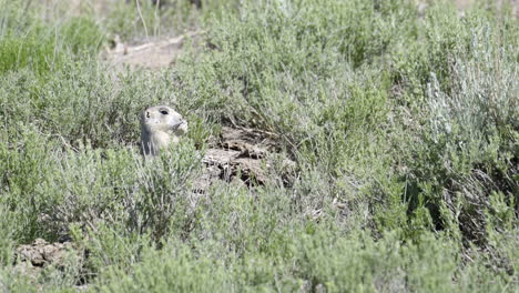 black-tailed prairie dog eating while holding his food in paws