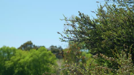 Gentle-breeze:-Bush-sways-in-captivating-stock-footage