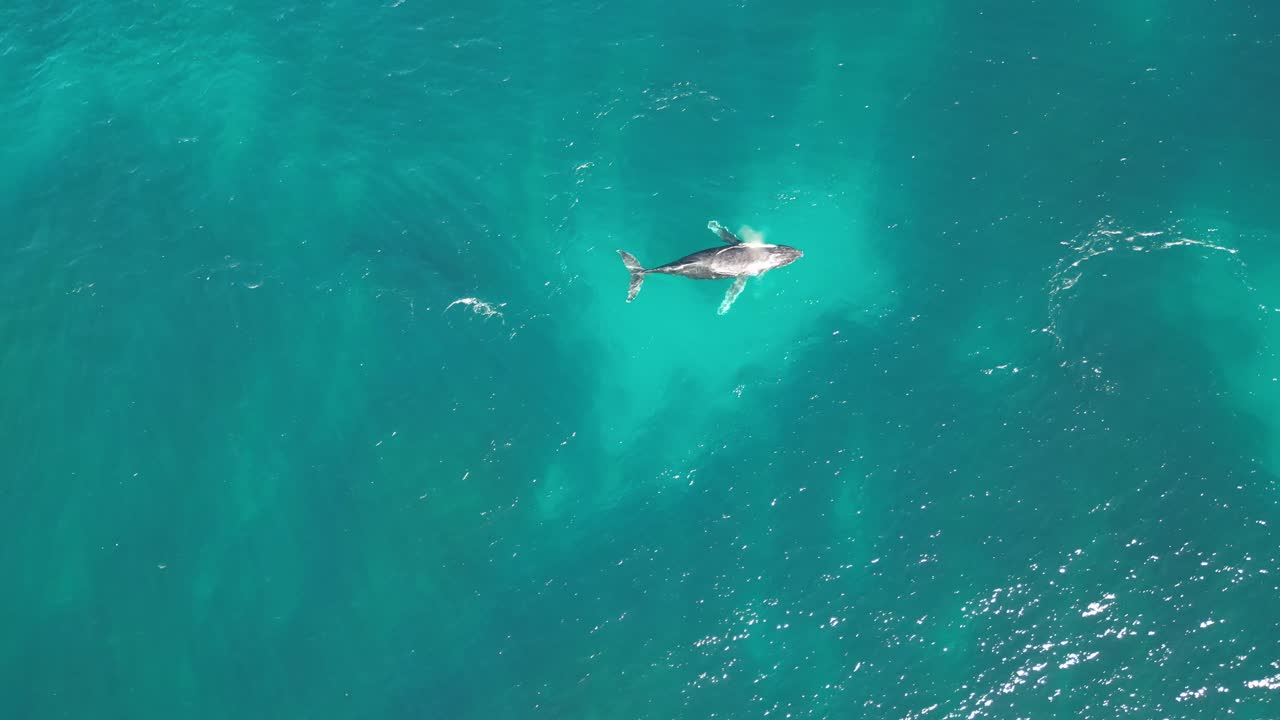 Whales in the crystal clear waters of the Ningaloo Reef in Western Australia.