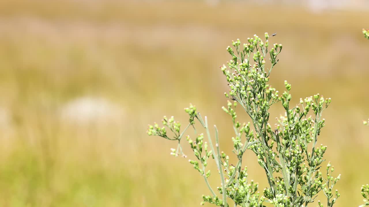 vista detallada de una planta a lo largo del tiempo
