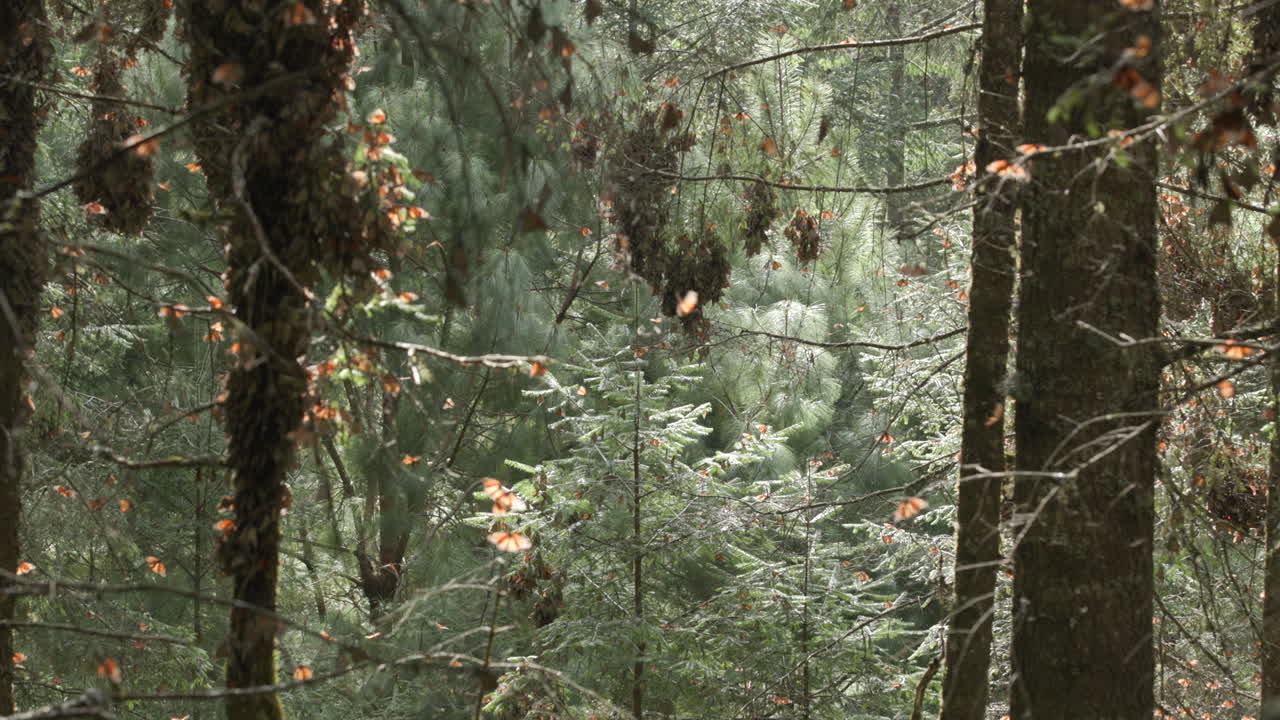 mariposas monarca volando entre los pinos en la reserva de la biosfera de la mariposa monarca en méxico