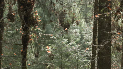 Monarch-butterflies-flying-between-the-pine-trees-in-the-Monarch-Butterfly-Biosphere-Reserve-in-Mexico