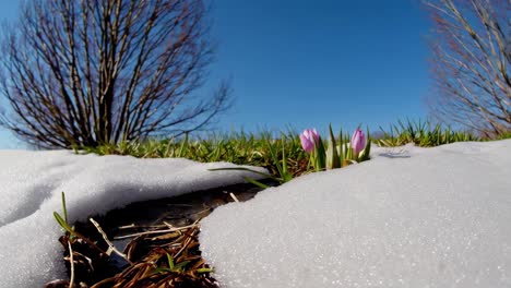 spring crocuses emerging from snow