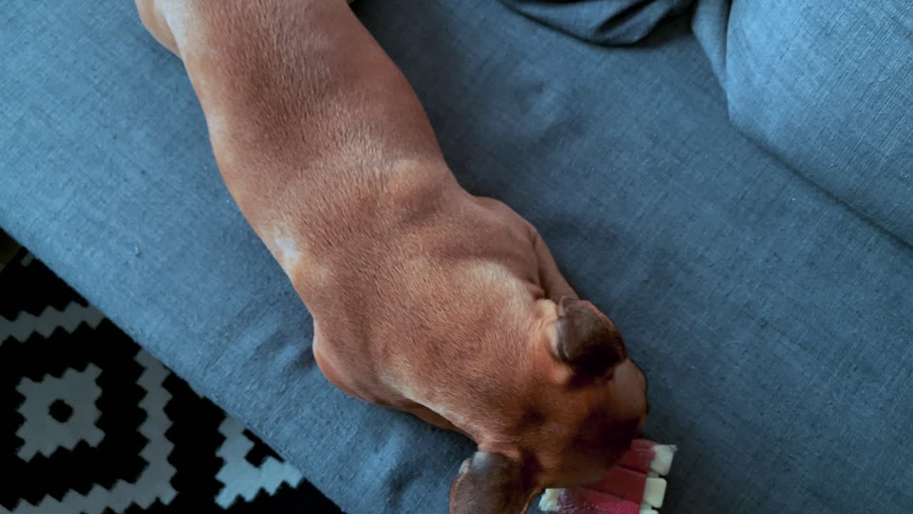Top view, french bulldog dog, lick his front paws