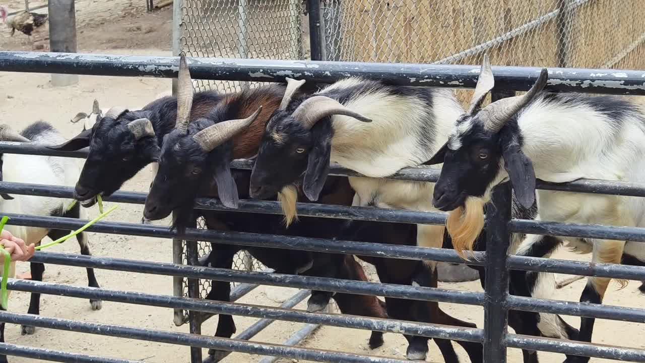 애완동물 동물원 또는 농장에서의 염소