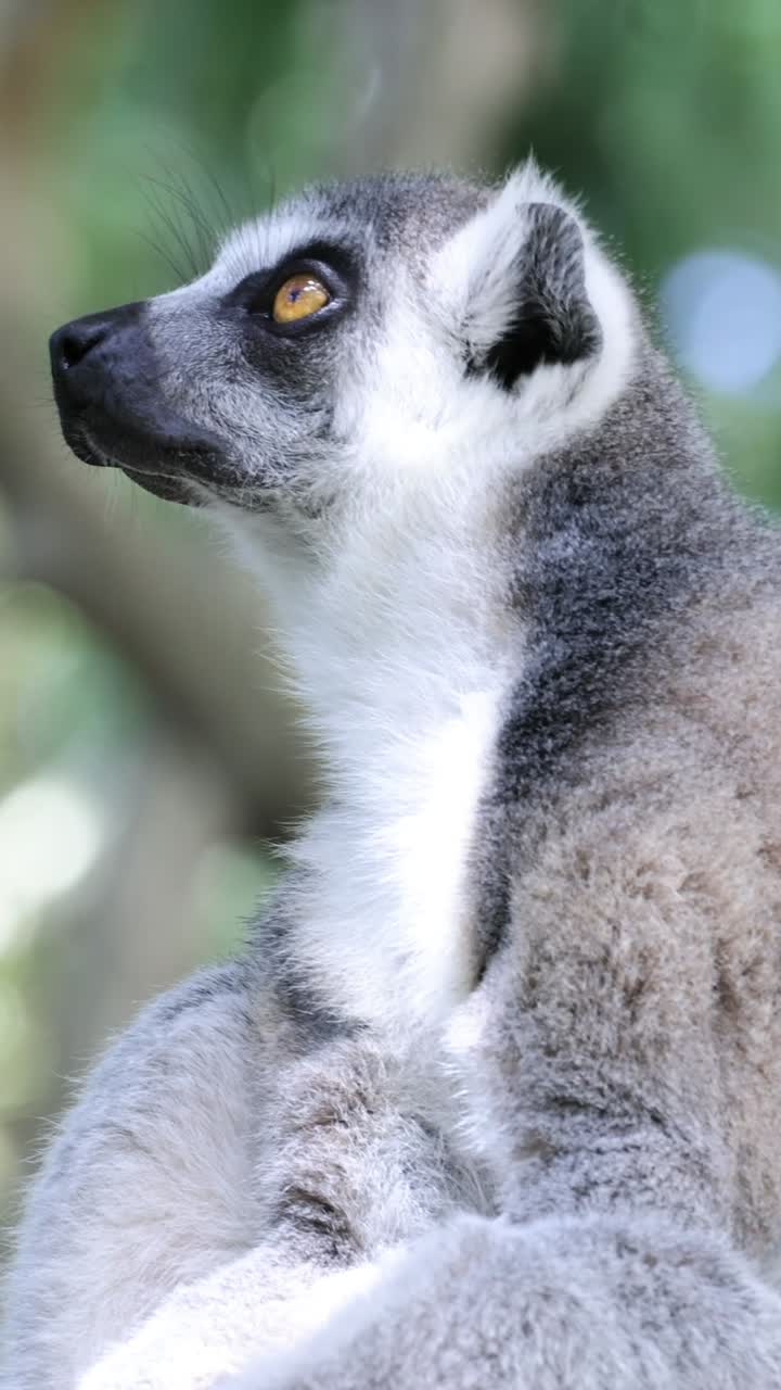 lemur sentado, mirando a su alrededor atentamente en el hábitat