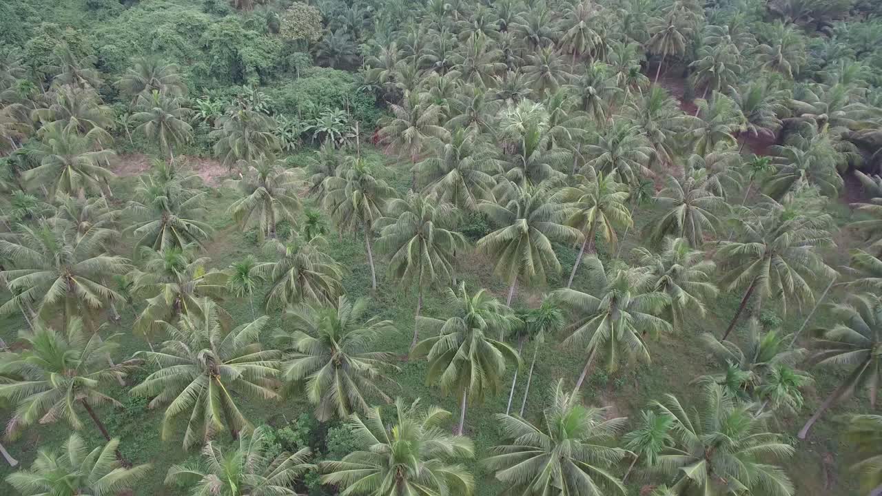 campo de coco tiro aéreo provincia de chumporn, tailandia