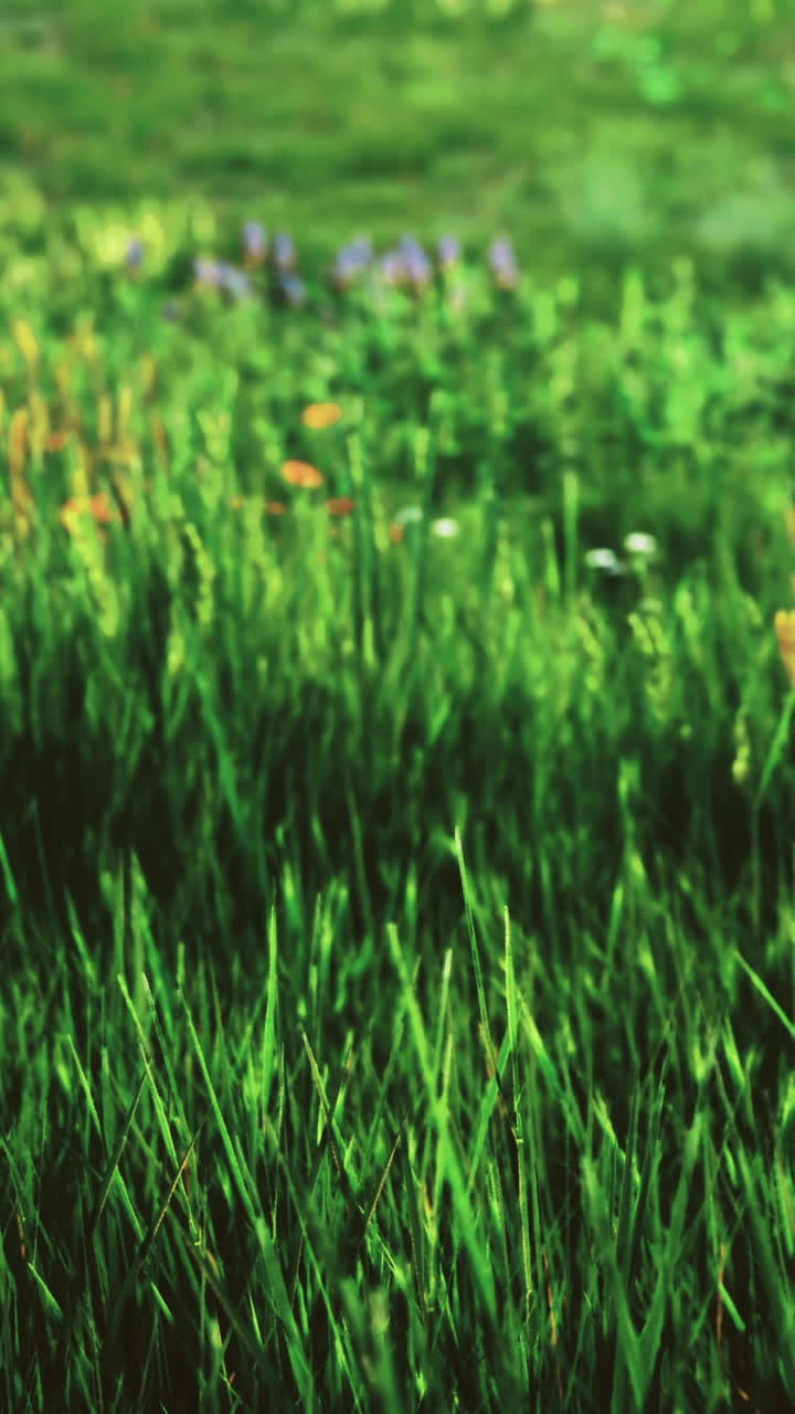 Erba verde e rigogliosa con vivaci fiori di campo in un sereno ambiente esterno