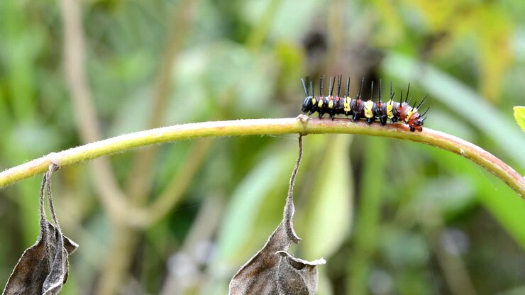Caterpillar on a plant stem