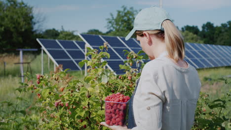 rear view: woman farmer harvesting raspberries, home solar power plant in the background