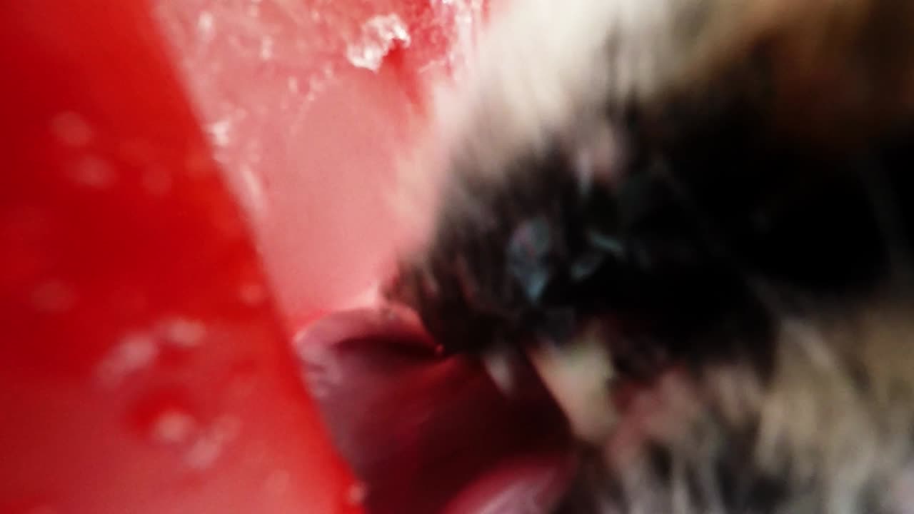 perro manchado laca agua congelada de un plato rojo en la nieve