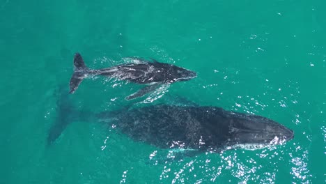 Silhouette-of-swimming-Humpback-Whale-Mother-and-young-baby-in-ocean