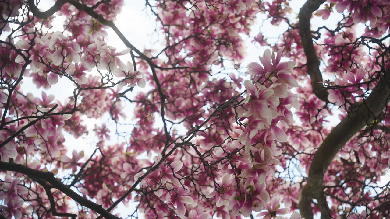Deciduous Shrub Tree With Blooming Yulan Magnolia Flowers. Low Angle Orbit