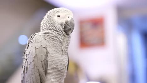 African-Grey-Parrot