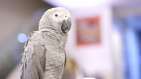 african grey parrot