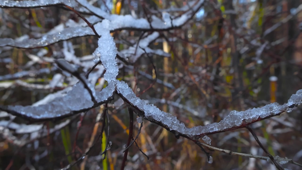 Riprese ravvicinate con messa a fuoco variabile di un ramo d'albero coperto di neve e ghiaccio in una giornata di sole in un bosco. La telecamera si sposta a destra, la messa a fuoco cambia e rivela il bosco soleggiato sullo sfondo.
