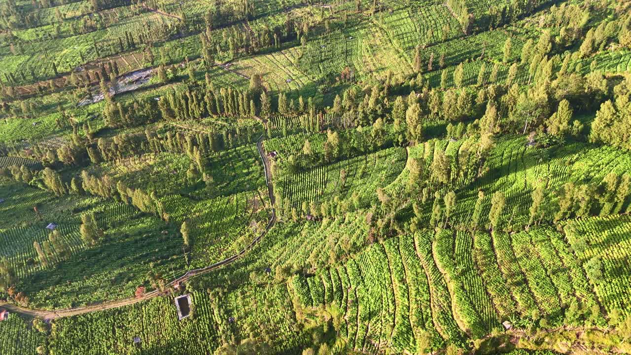 Aerial View of Lush Green Terraced Farmlands
