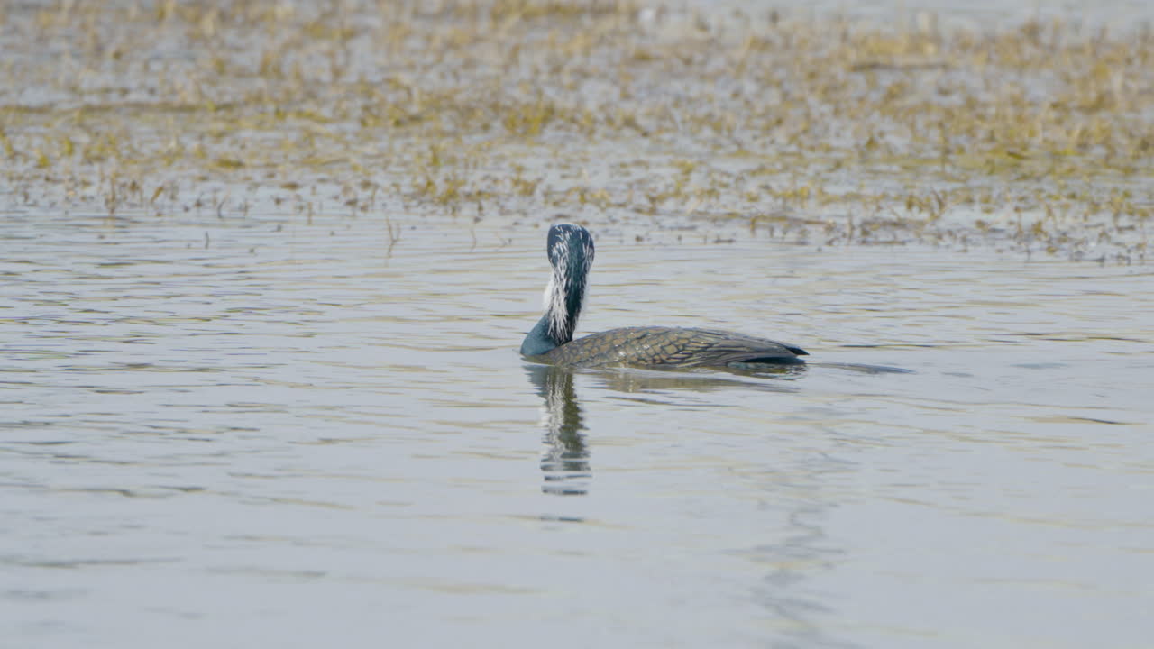 Cormorano maggiore adulto nuota in un lago immergendo la testa nell'acqua a Den Oever, Paesi Bassi, al tramonto