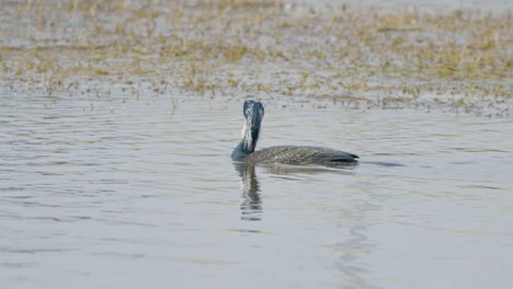 un gran cormorán adulto nada en un lago sumergiendo la cabeza en el agua en den oever, países bajos al atardecer.