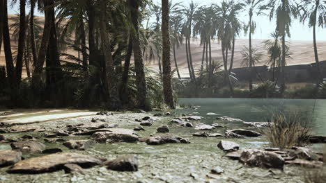 desert oasis pond with palm trees and plants