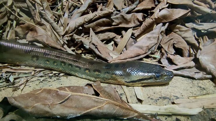 Snake winds through dry leaves on the ground in the sun