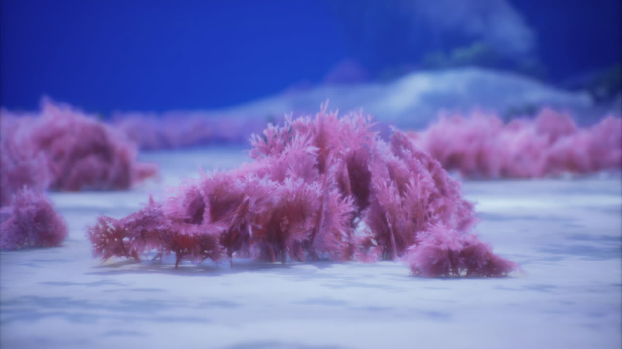 Colorful underwater coral reef displaying vibrant pink hues in clear waters