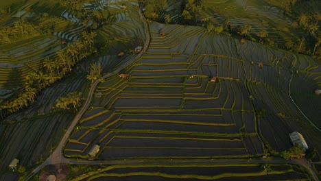 drone view of jatiluwih rice terraces