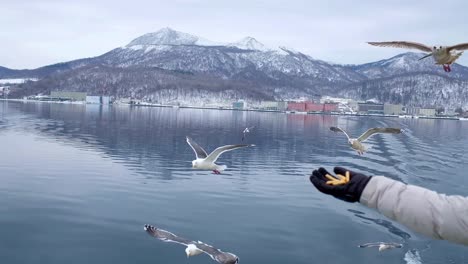 boat trip on the lake in hokkaido, people feeding the seagulls