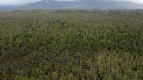 Dense-Thicket-With-Foggy-Mountain-In-The-Background